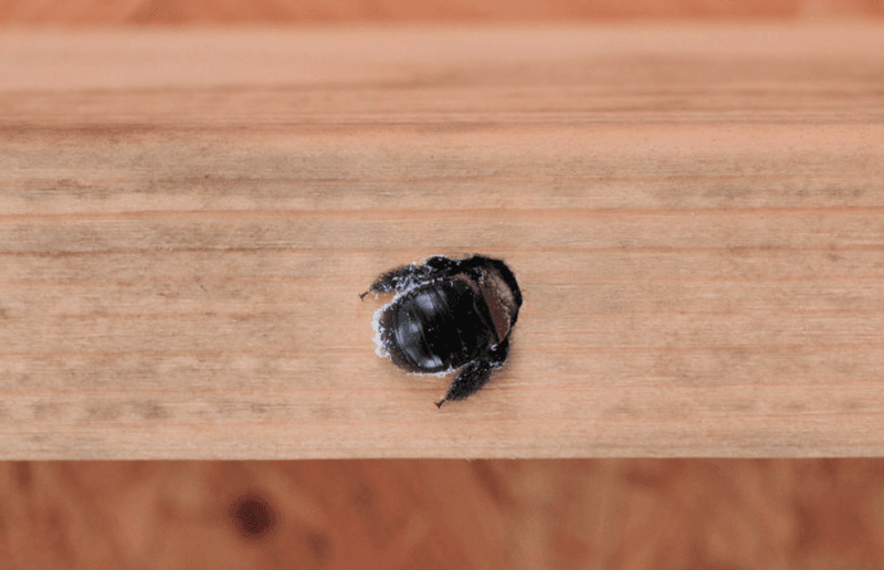 The Hole Has a Carpenter-Bee Pattern—but It Is Not Proof The Hole Has a Carpenter-Bee Pattern—but It Is Not Proof