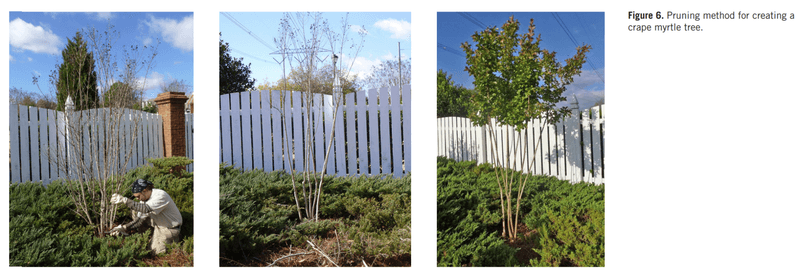 The January-or-February thinning plan