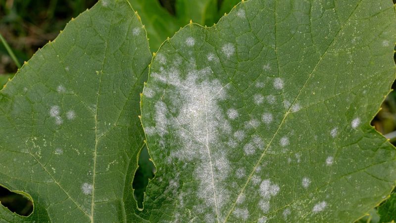 The Main Damage Happens to the Foliage The Main Damage Happens to the Foliage