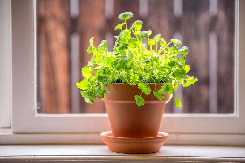 The Mystery Herb Is Coriander