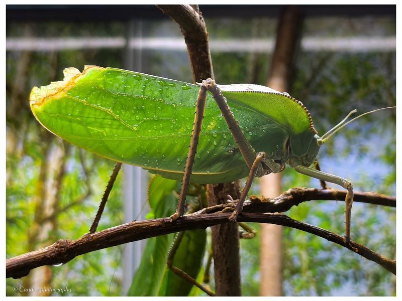 The Nighttime Chorus Means Adult Katydids Are Active Nearby