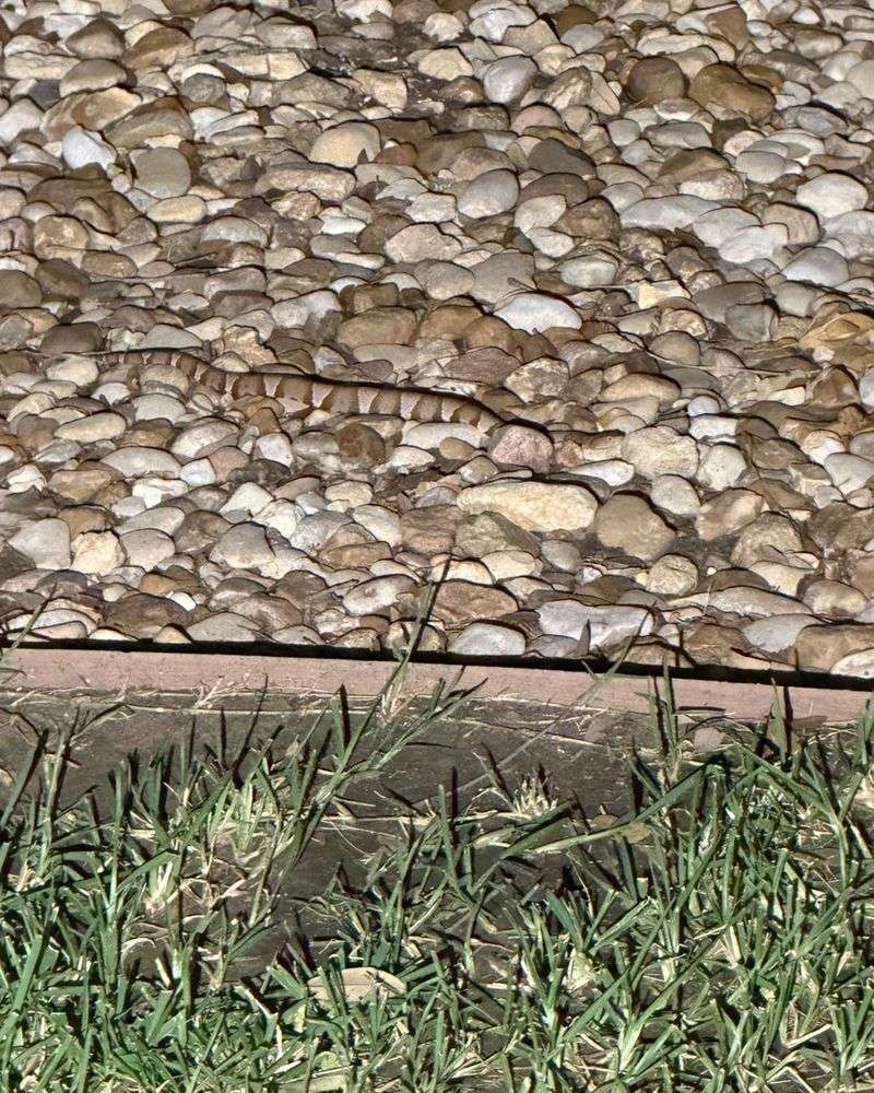 The Porch Gecko Is a Bonus, Not the Roach Plan