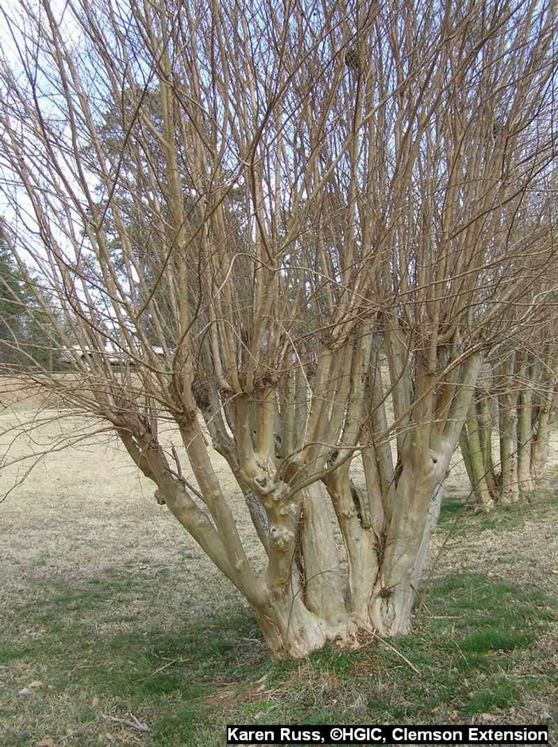 The Pre-Fall Pruning Deadline Is a Myth