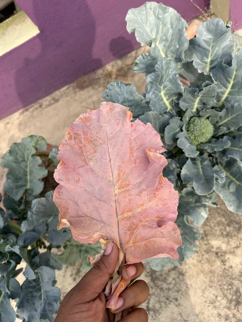 The Purple Pattern Can Strengthen One Diagnosis