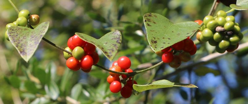 The Red Fall Display Depends on Maturity and Sex