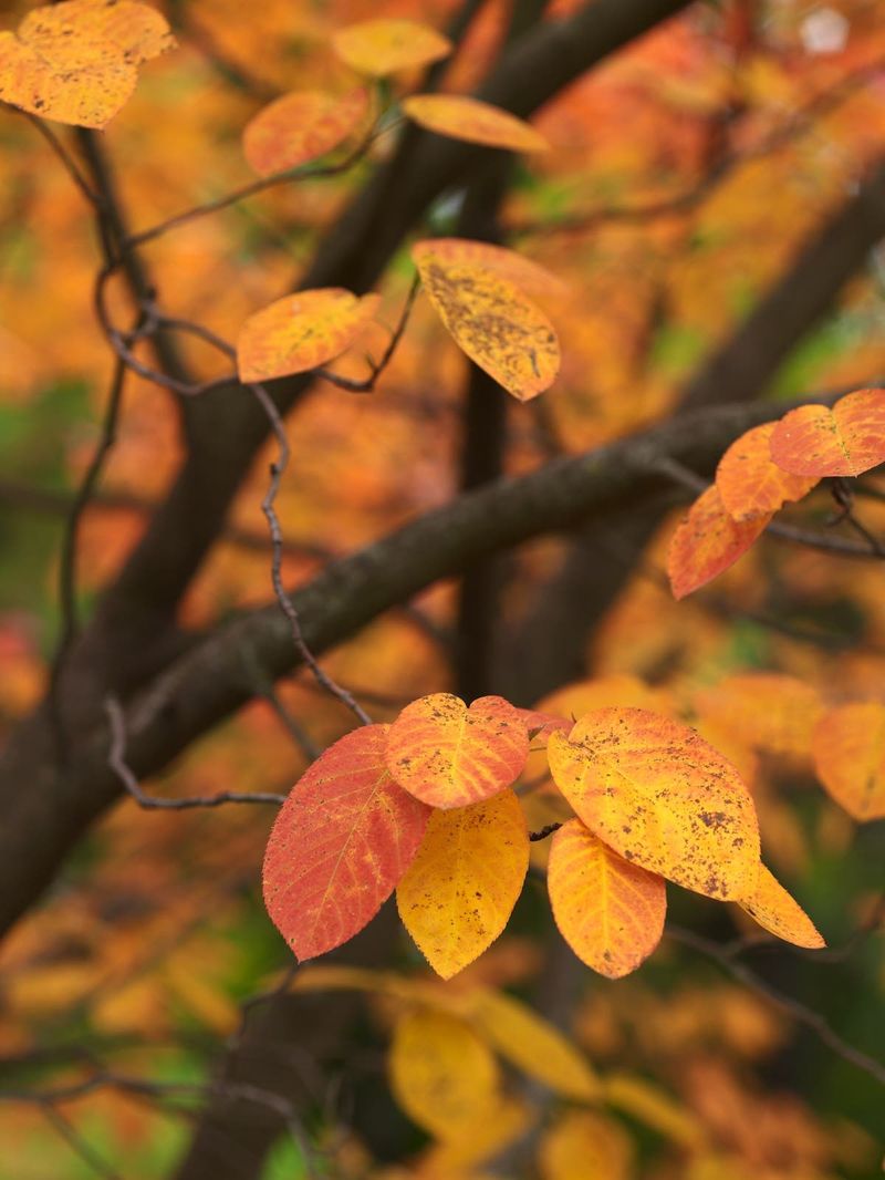 The Seasonal Sequence Is the Real Selling Point