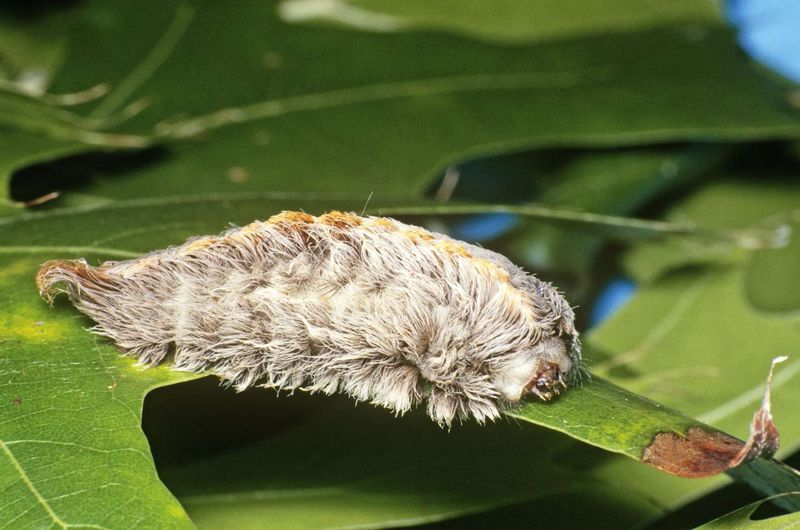 The Soft-Looking Caterpillar May Be a Puss Caterpillar