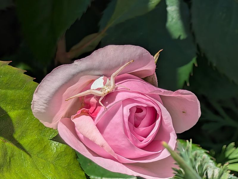 The Spider on Your Rose May Be an Ally
