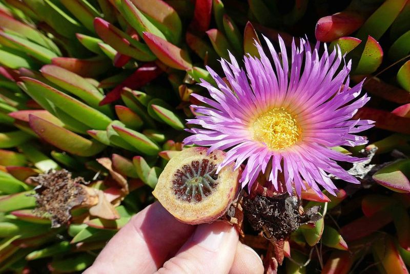 The Strongest Match Is Highway Ice Plant