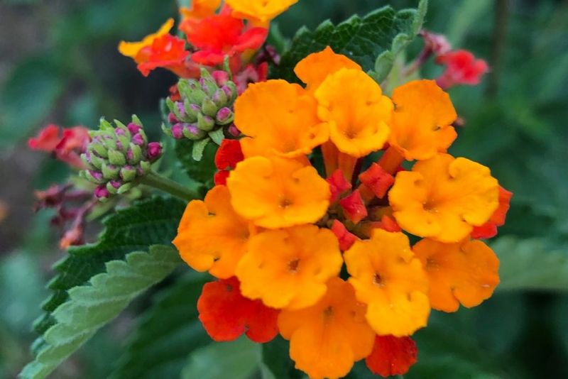 The Texas lantana behind the scent claim