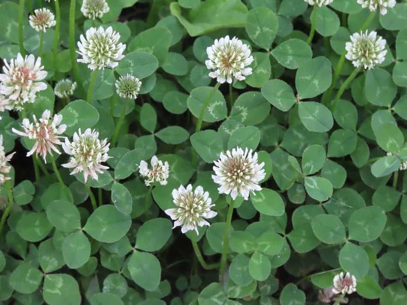 The Three-Leaflet Clue Points to White Clover
