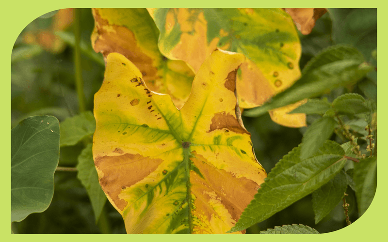 The Yellowing Pattern Narrows the Possibilities