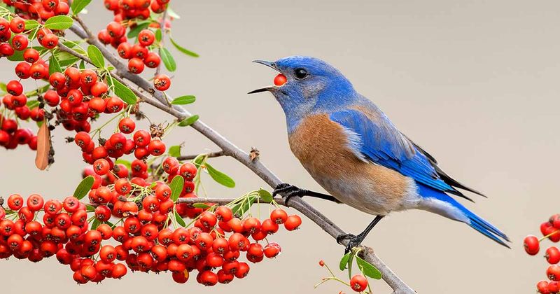 The bare winter yard reveals what wildlife still needs