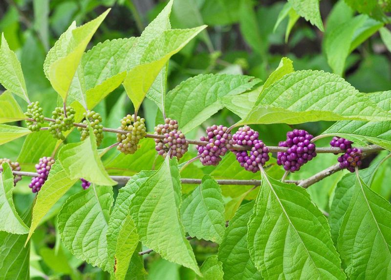 The beautyberry claim starts with chemistry, not a mosquito barrier
