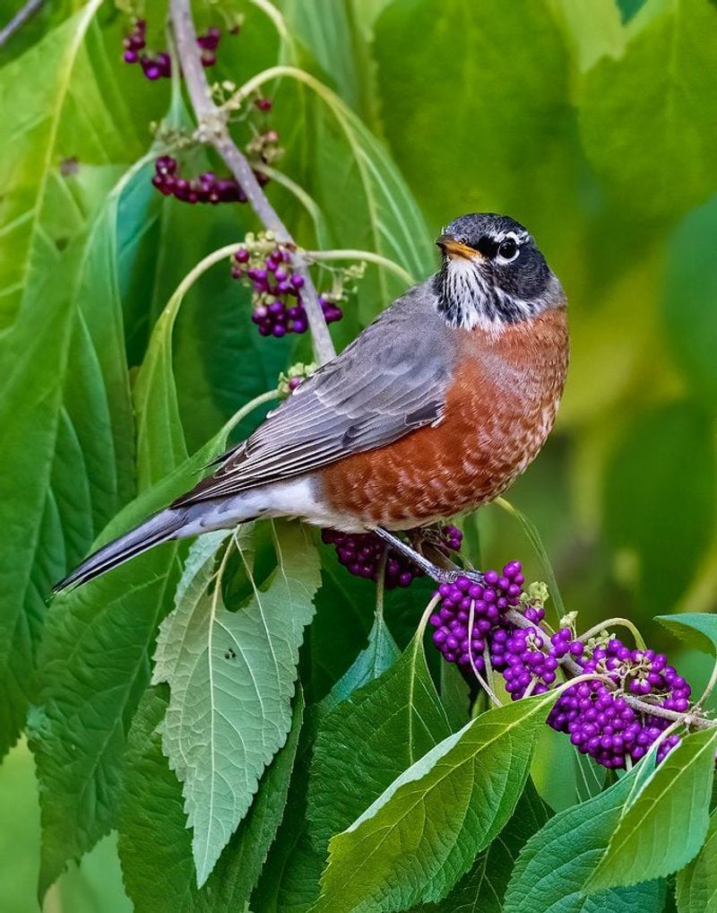 The berries support birds and small mammals The berries support birds and small mammals