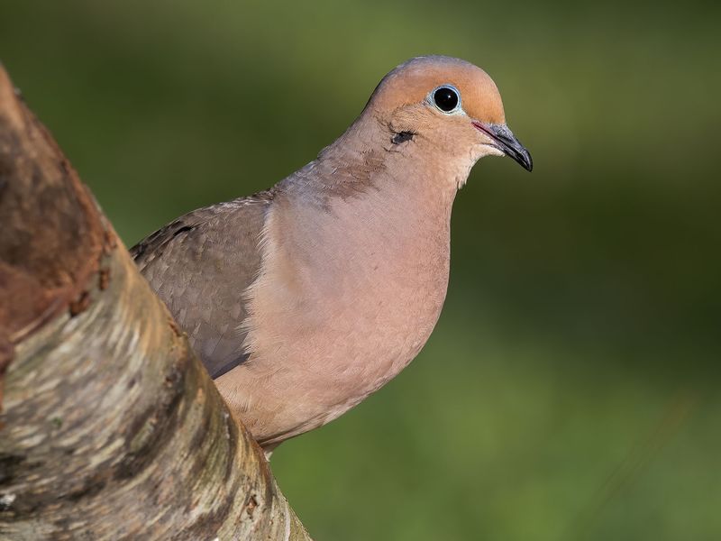 The bird in your yard may not be the bird you think