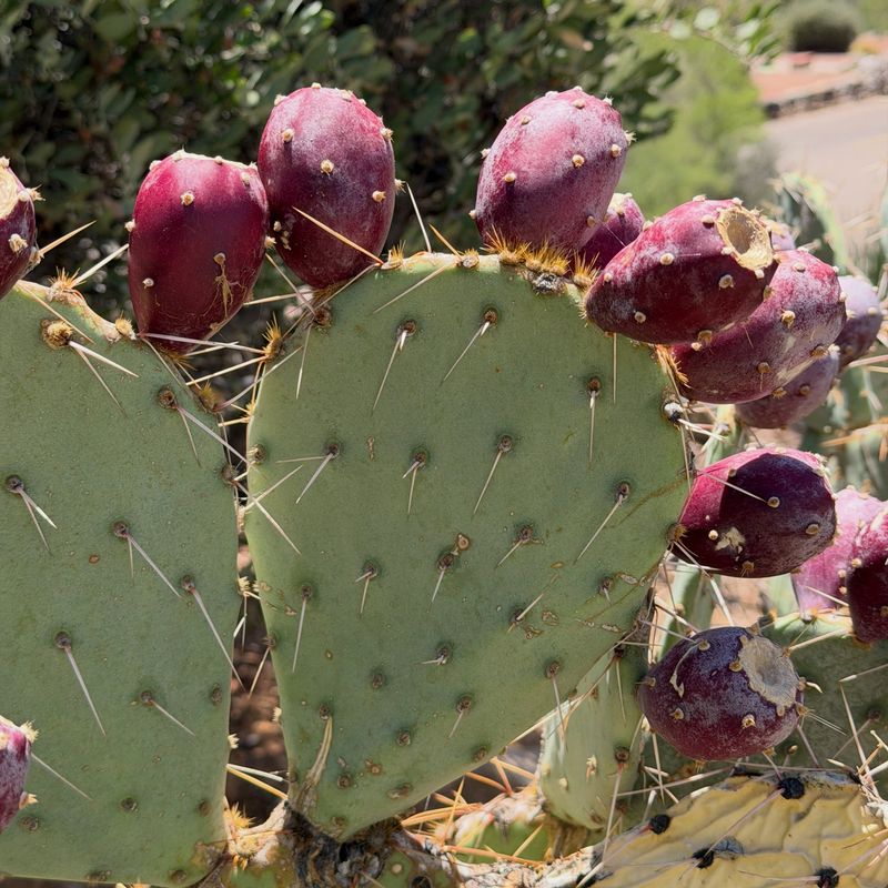 The cactus supports habitat and a broader food web