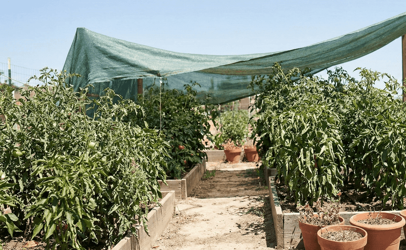 The canopy protects peppers from more than it hides