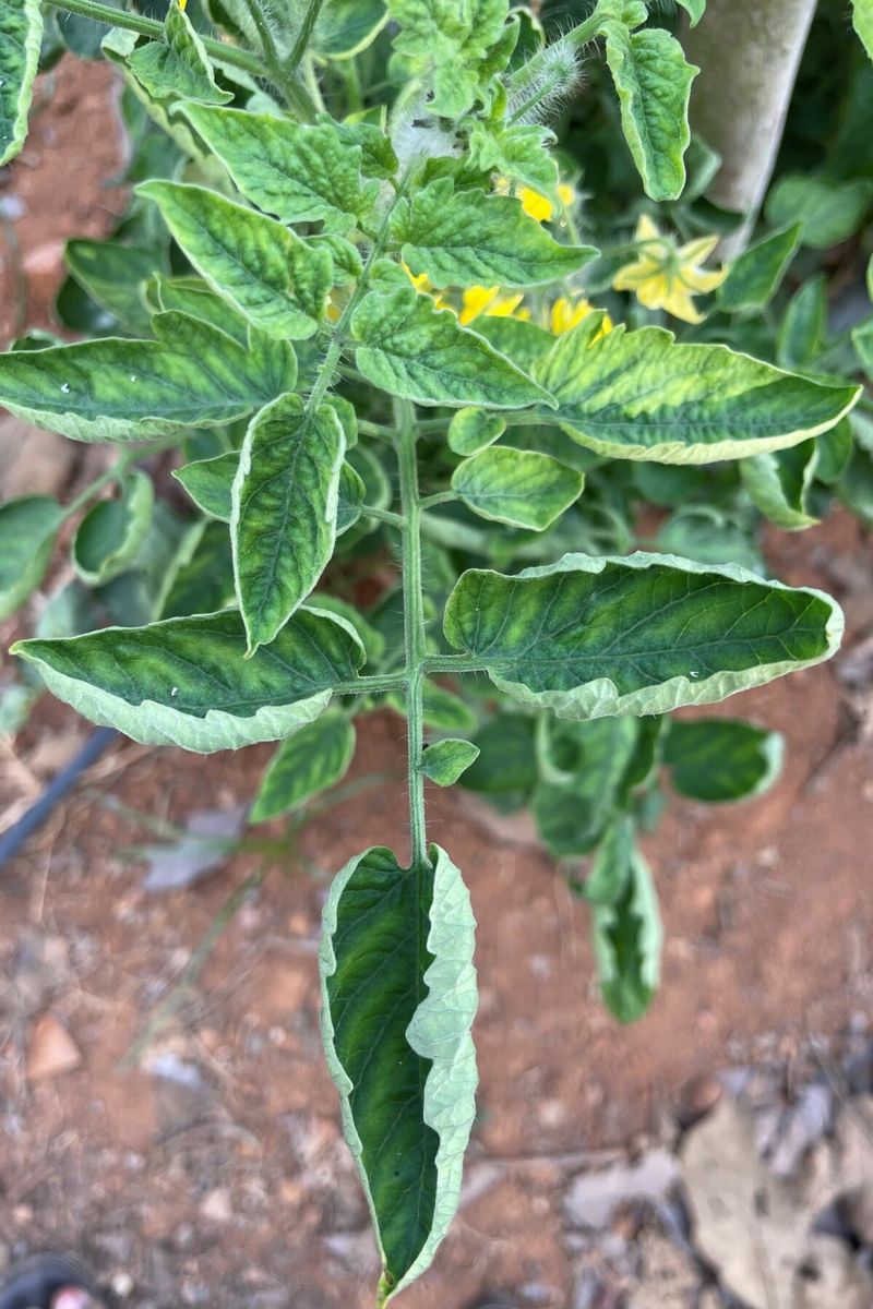 The classic green, leathery curl often reflects physiological stress