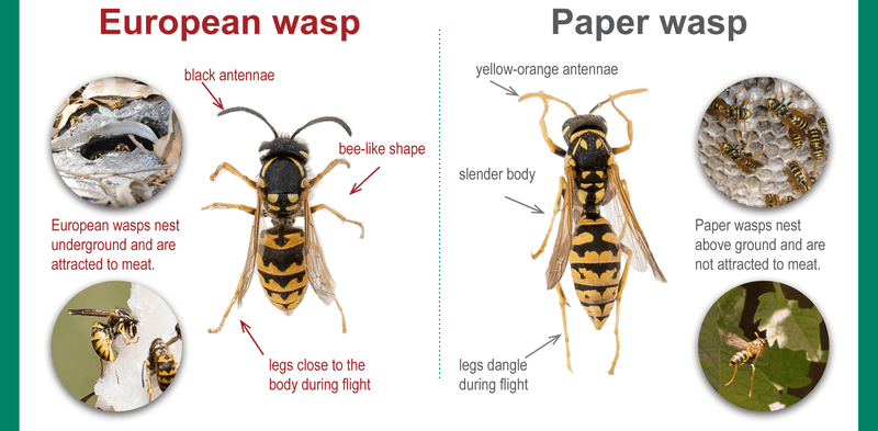 The colony is not one uniform kind of paper wasp