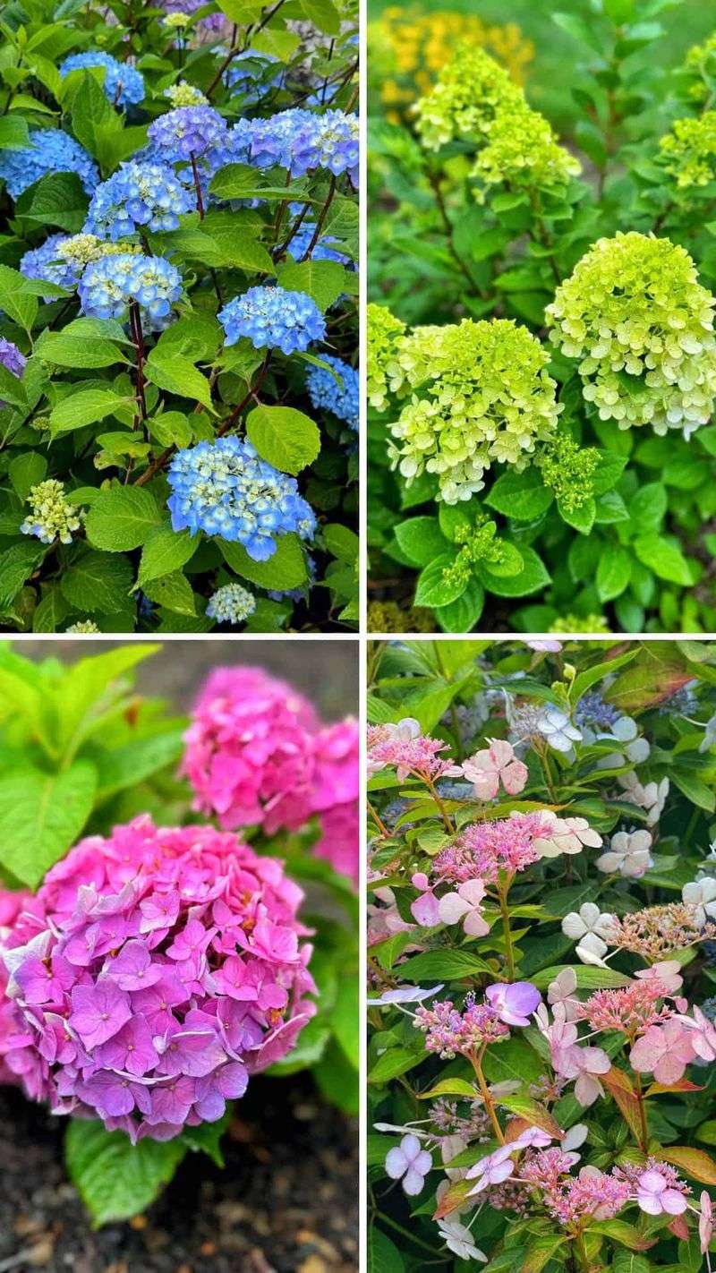 The comeback depends on the hydrangea you have