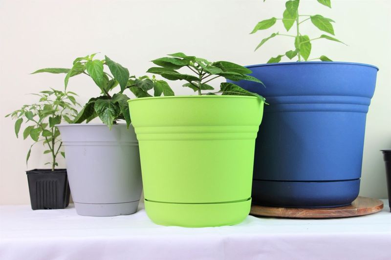 The container can amplify heat, water, and root stress