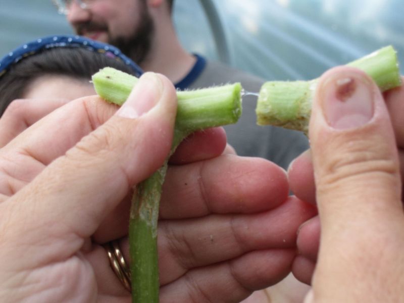 The cut-stem test takes only seconds The cut-stem test takes only seconds