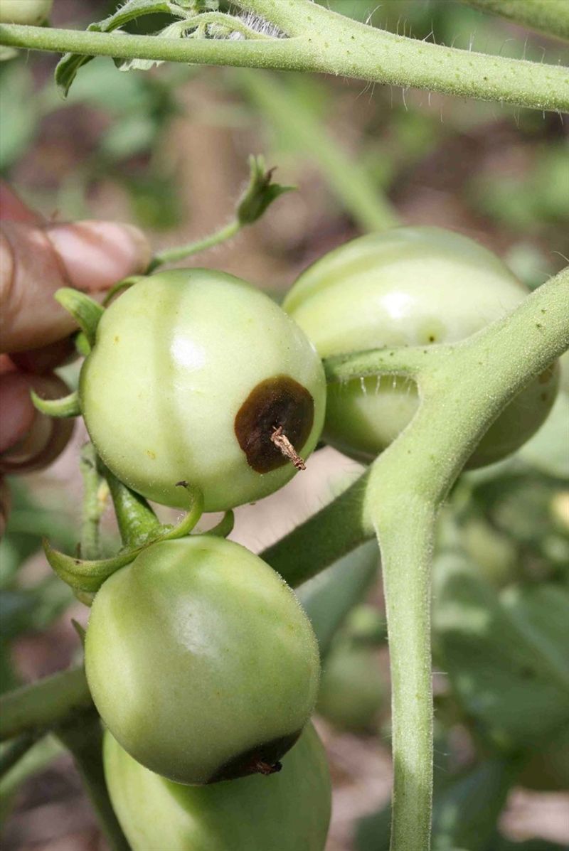The damage often starts before the tomato changes color The damage often starts before the tomato changes color