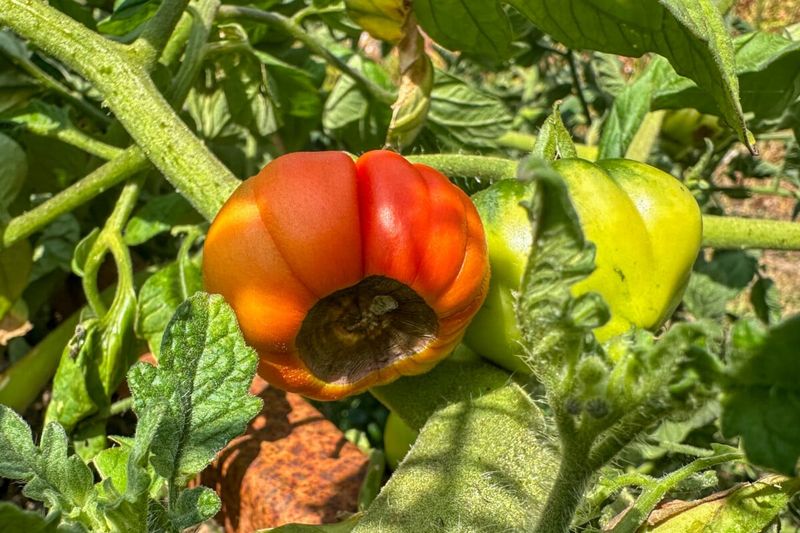 The damaged tomato is lost, but the plant may still produce good fruit