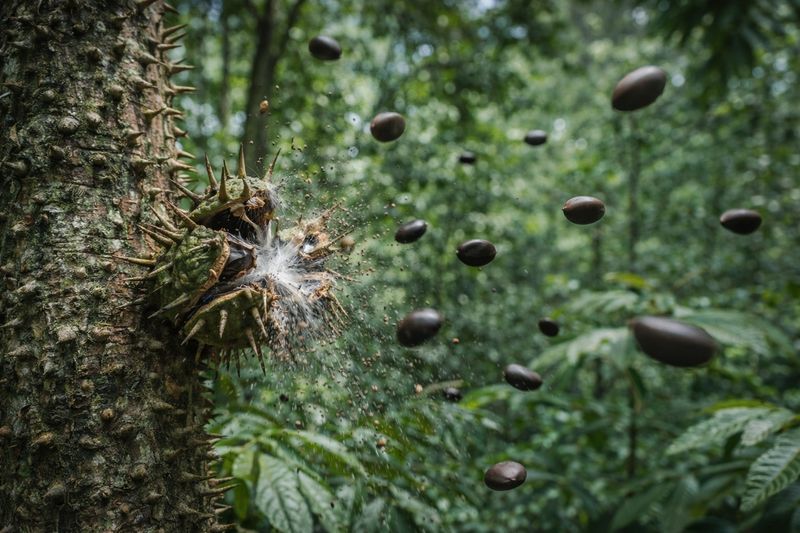 The dry capsule splits with a loud report and propels seeds