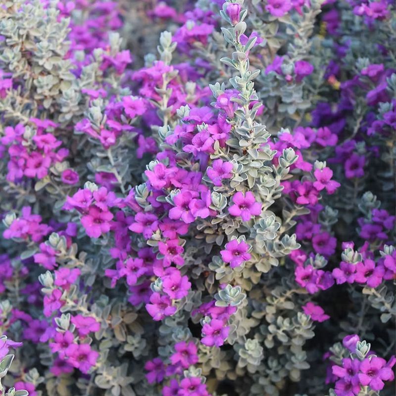 The evidence does not establish Texas sage as a scorpion repellent The evidence does not establish Texas sage as a scorpion repellent