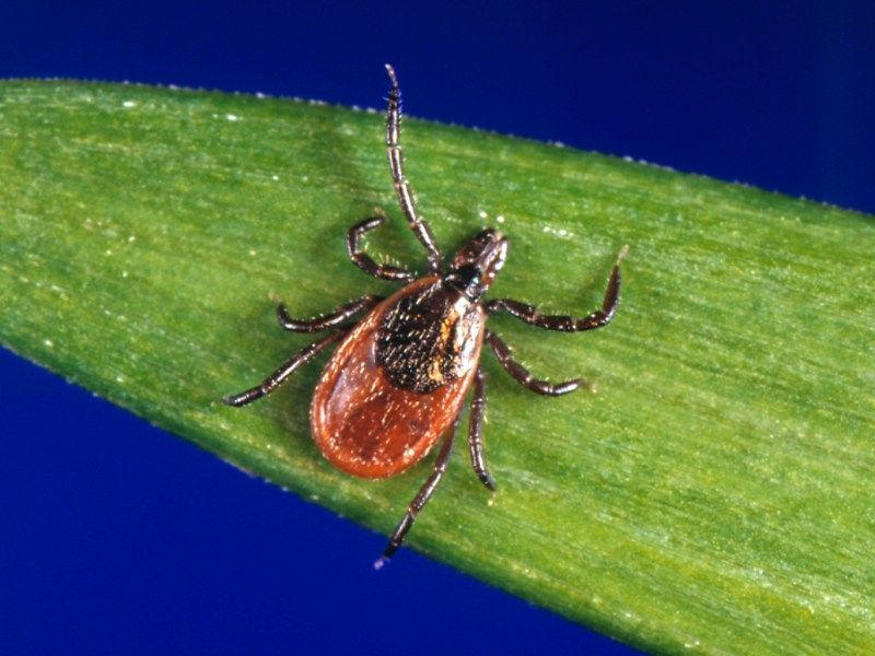 The evidence does not support calling turkeys a tick patrol