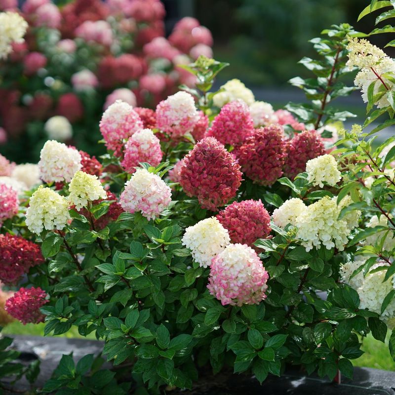 The fall show starts with the right panicle hydrangea