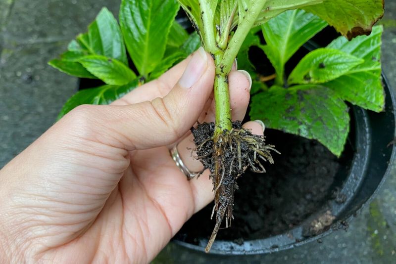The fall window depends on the stem, not the calendar