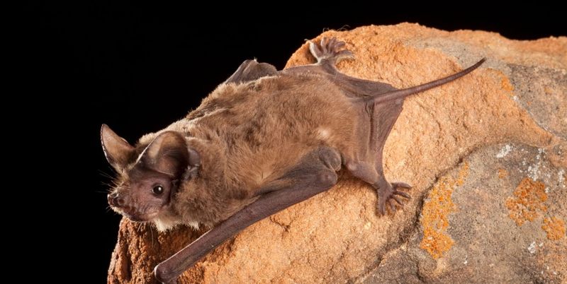 The familiar Texas bat is usually chasing other prey