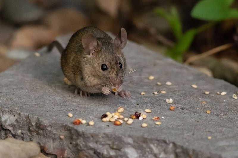 The feeder matters only through the prey it supports The feeder matters only through the prey it supports
