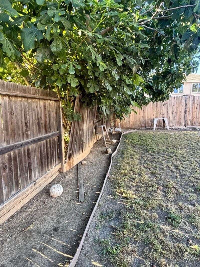 The fence does not decide who owns the tree