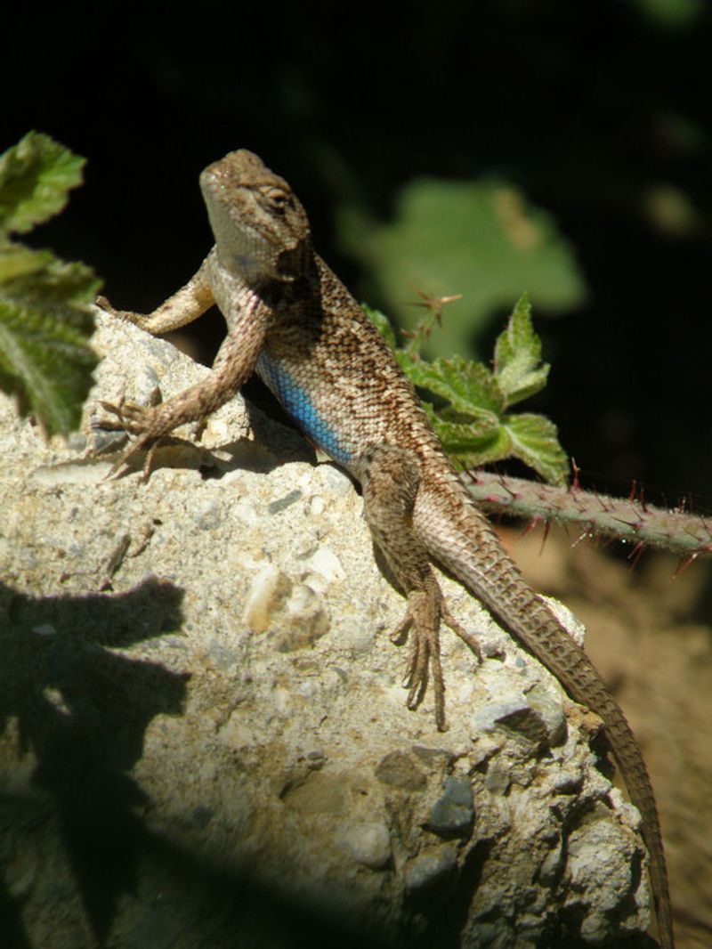 The fence-lizard comparison is about visibility and cover