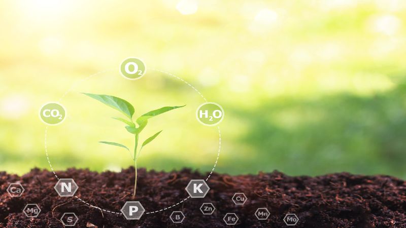The fertilizer label gives you the first useful clue