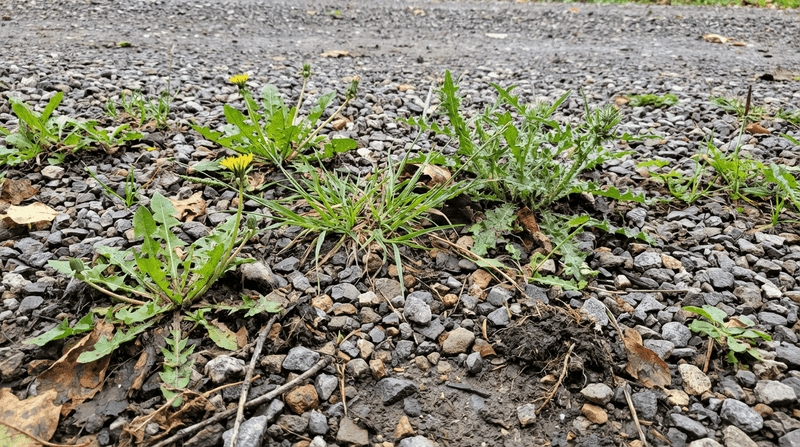 The gravel surface can turn into a seedbed
