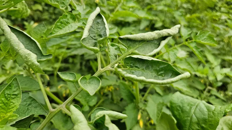 The green, leathery lower leaves usually tell a different story