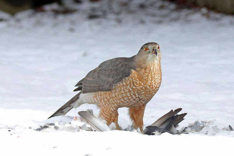 The hawk’s identity changes what the visit may mean