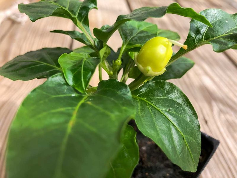The heat pattern points to a temporary fruit-set problem