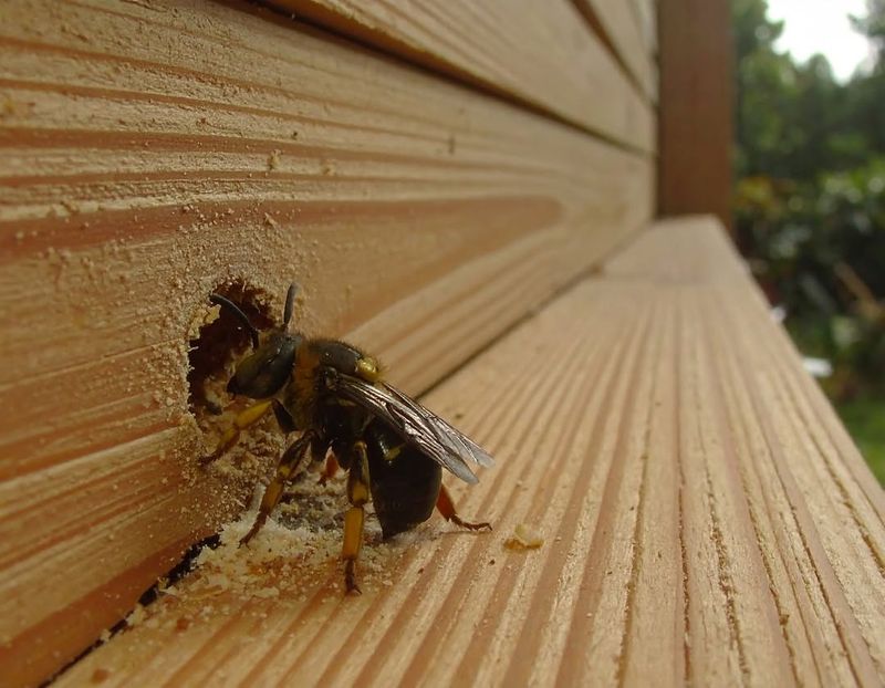 The hole’s shape points to a carpenter-bee gallery