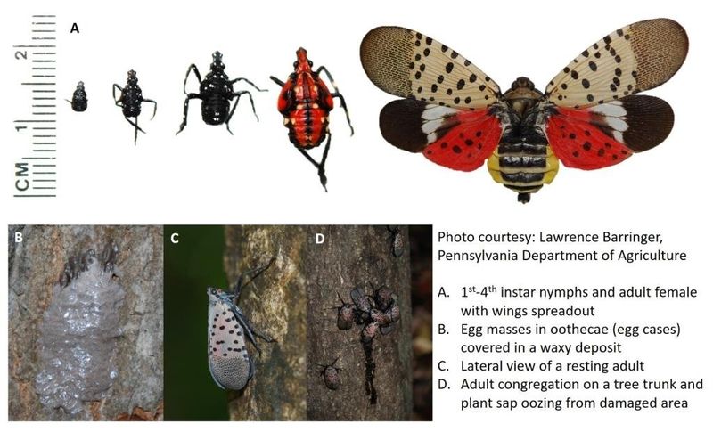The insect and its feeding damage leave recognizable clues The insect and its feeding damage leave recognizable clues