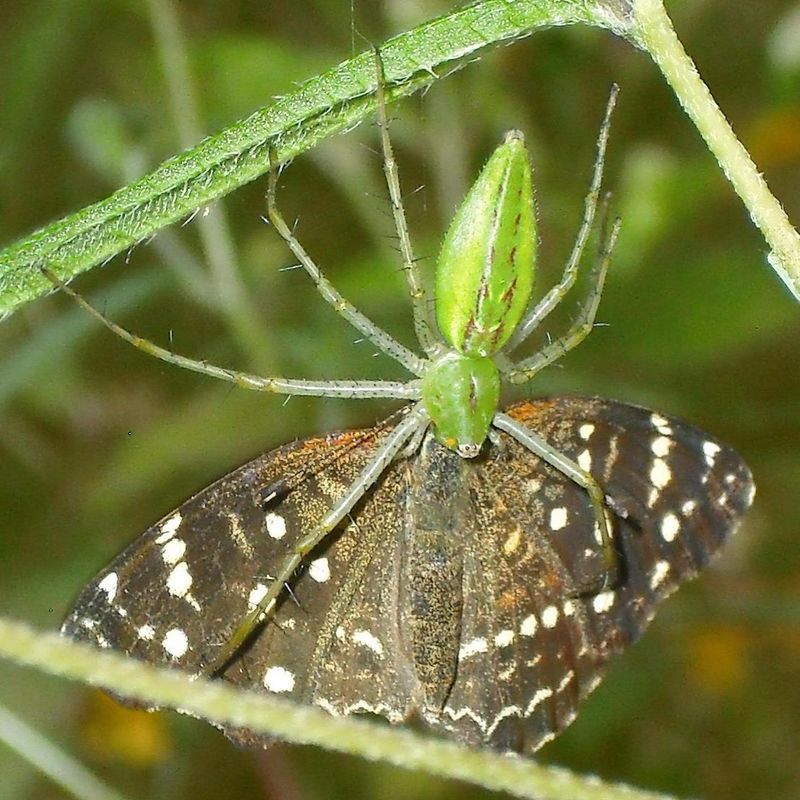 The insects green lynx spiders are documented to catch
