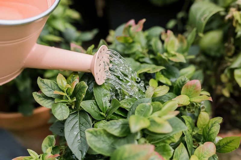 The key late-summer task is maintaining adequate moisture