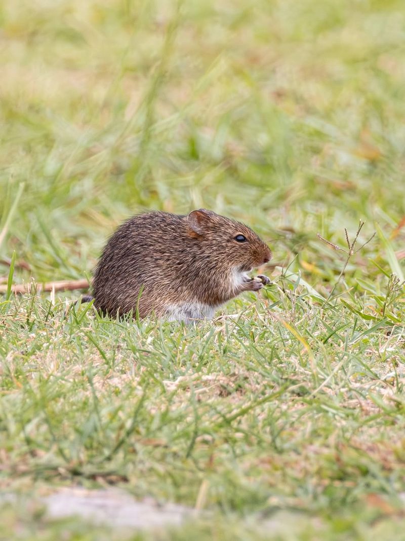 The kind of rodent matters more than the word rat The kind of rodent matters more than the word rat