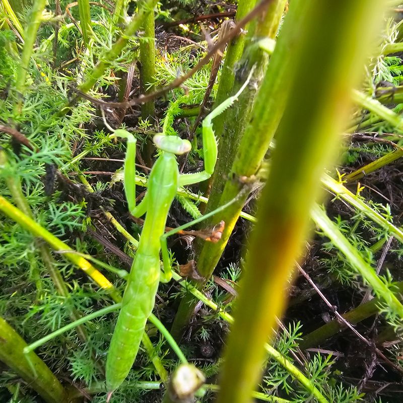 The late-summer mantis is a clue, not a cure