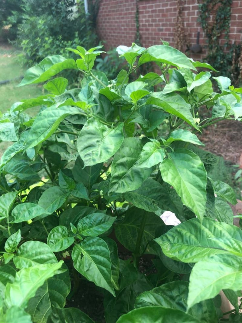 The leafy plant may be healthy while its flowers are failing